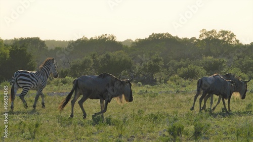 Zebra and wildebeest running
