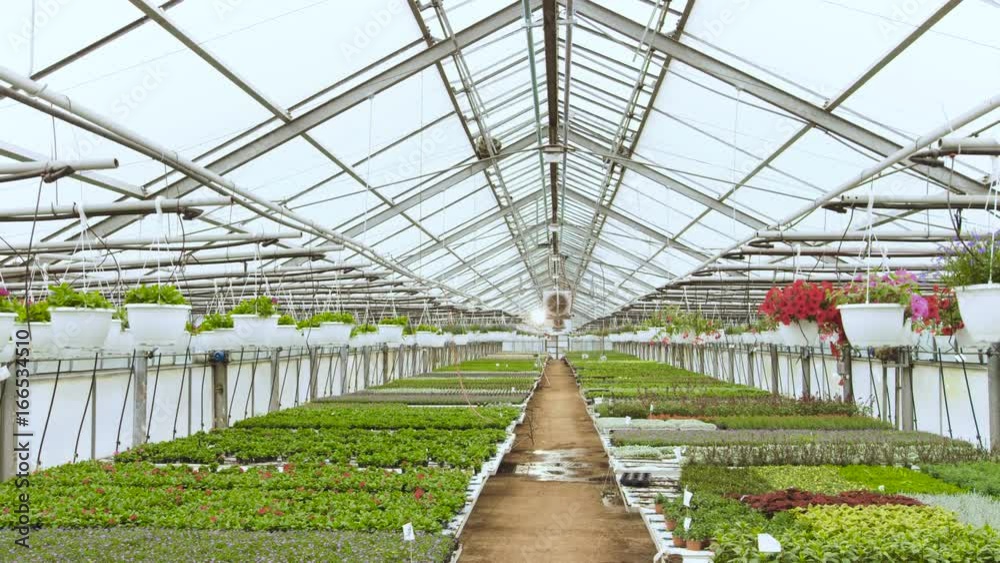In the Sunny Industrial Greenhouse Camera Moves Through the Rows of Colorful, Beautiful, Rare and Commercially Viable Flowers and Plants Growing. Big Scale Production Theme. In the Sunny Industrial Greenhouse Camera Moves Through the Rows of Colorful, Beautiful, Rare and Commercially Viable Flowers and Plants Growing. Big Scale Production Theme.
