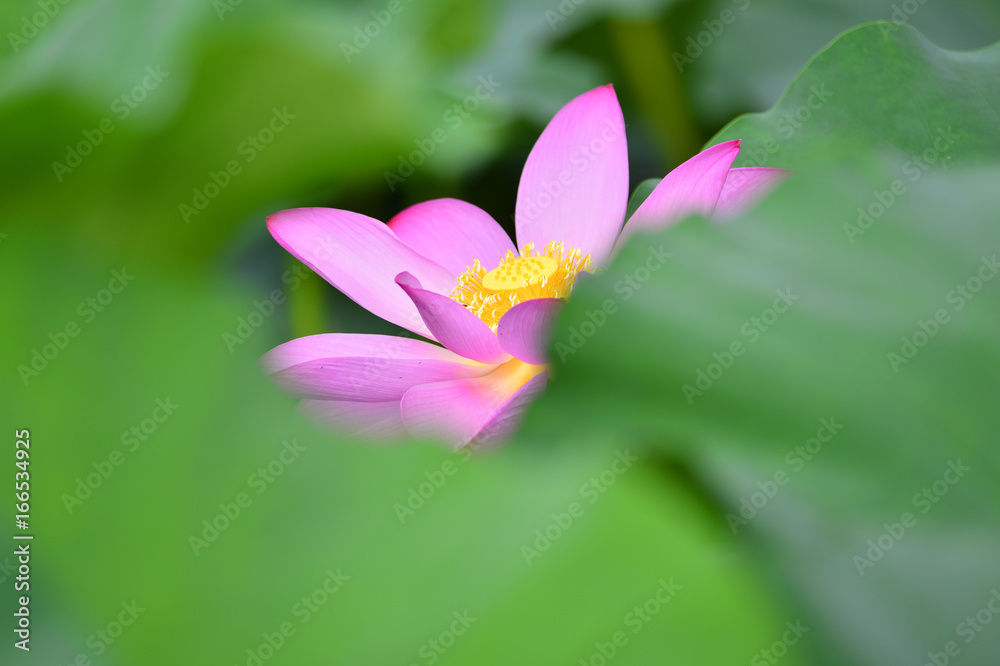 lotus lotus