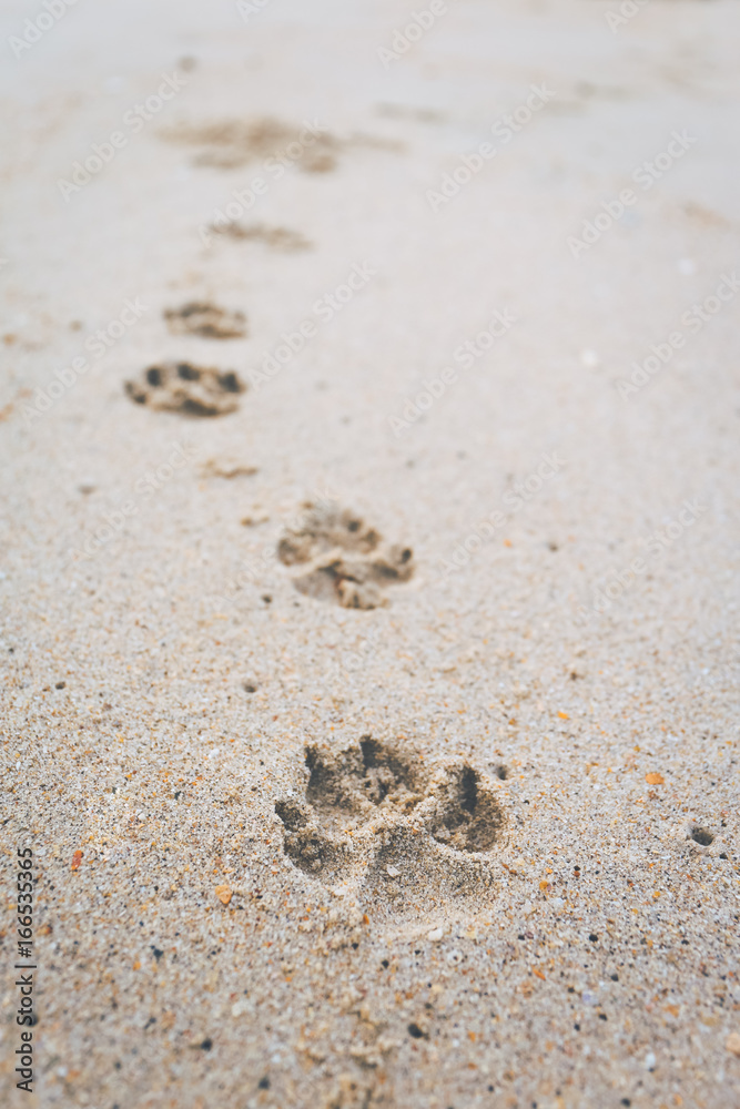 The footprint of the dog walking on the beach.