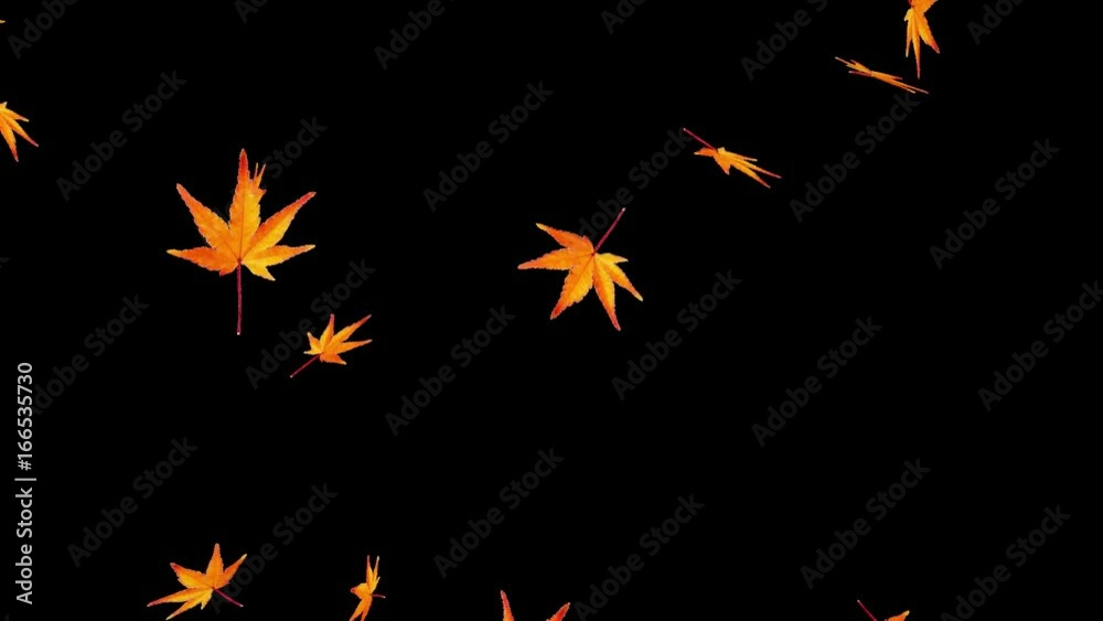 楓の紅葉、舞い散る楓、アニメーション、日本の風景、アルファチャンネル、背景透明 楓の紅葉、舞い散る楓、アニメーション、日本の風景、アルファチャンネル、背景透明