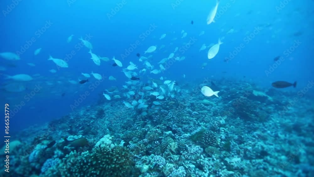 School of fish circle over reef, POV School of fish circle over reef, POV
