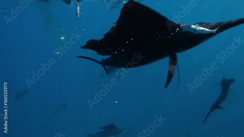 Sailfish hunts smaller fish, POV photo