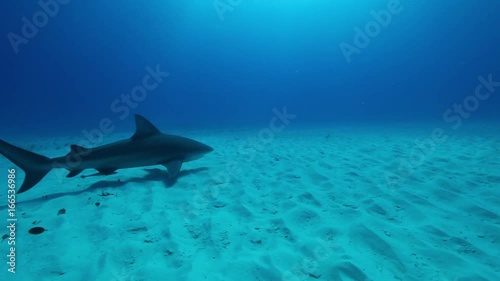 Bull sharks in Atlantic ocean floor, POV