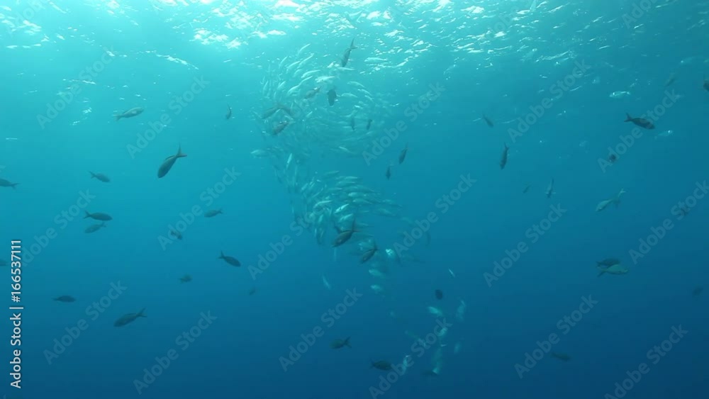 Fish tornado in Pacific Ocean, POV