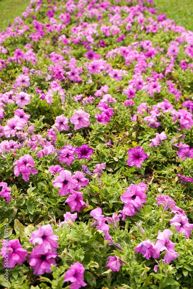 purple petunia hybrida flower in nature garden