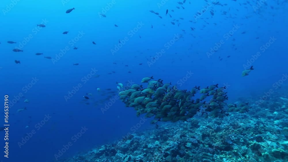 School of fish scatter off coast of French Polynesia, POV School of fish scatter off coast of French Polynesia, POV