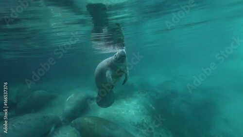 Manatee surfaces for air, Florida