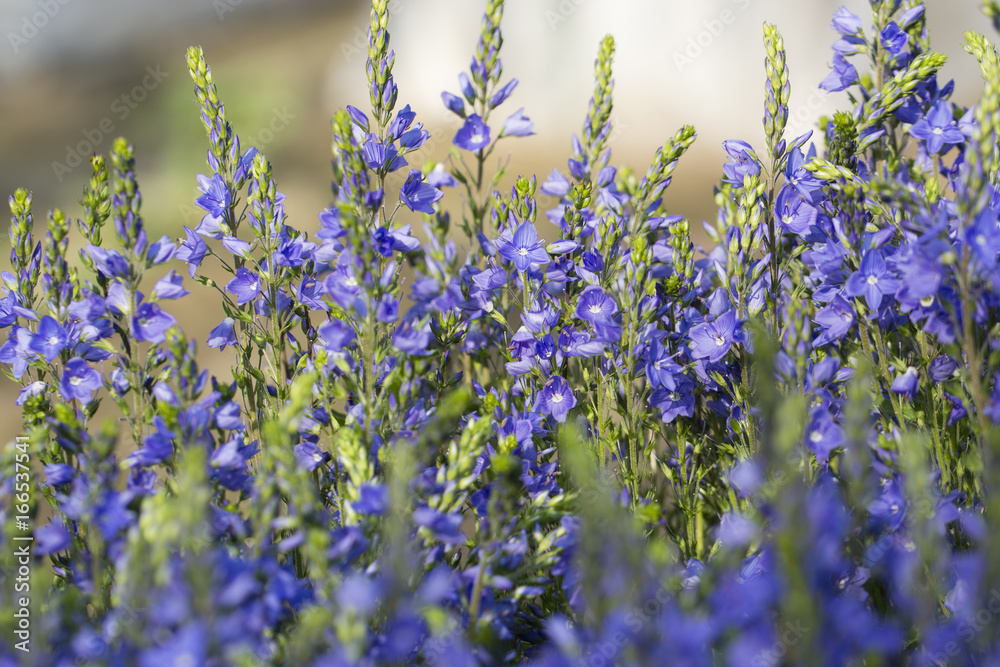 Obraz premium Blue Flower Veronica.