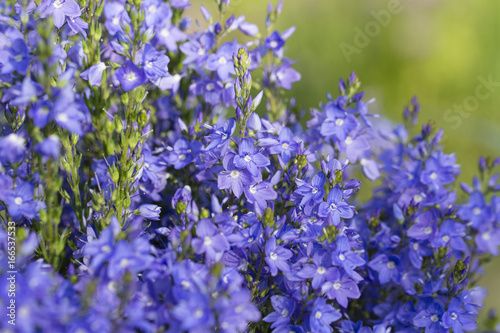 Blue Flower Veronica.