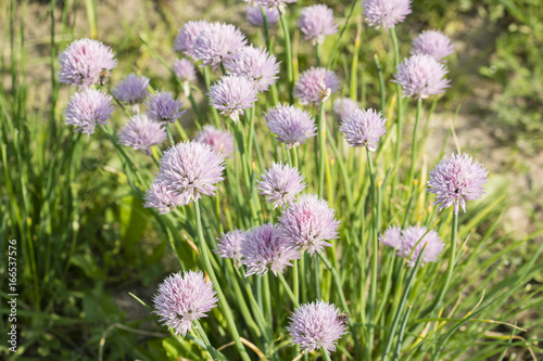 Flower of chives in the garden.