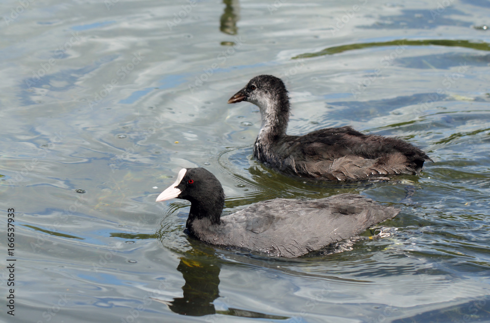 Fototapeta premium Coot ( fulica atra) with duckling