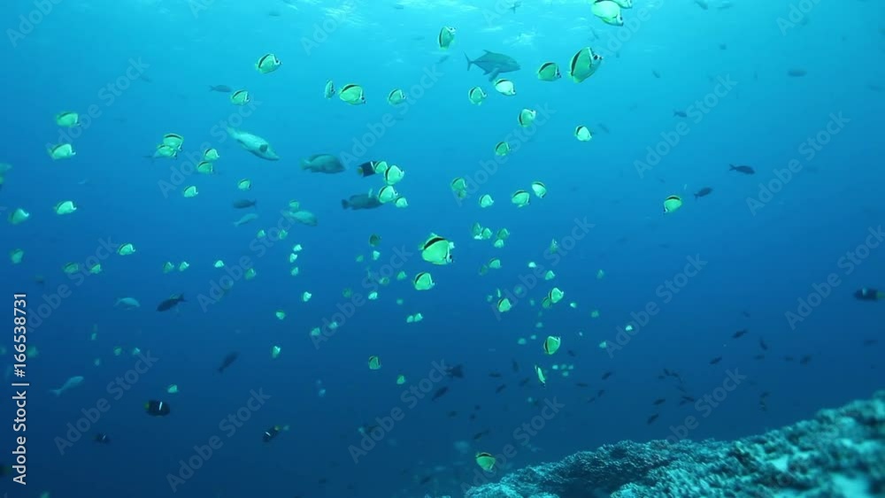 Yellow fish swim off ocean ridge, POV Yellow fish swim off ocean ridge, POV