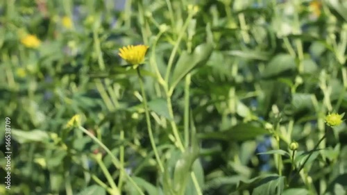 Yellow flowers in the strong wind in the garden