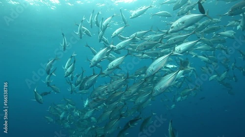 Silver fish school in Pacific Ocean, POV