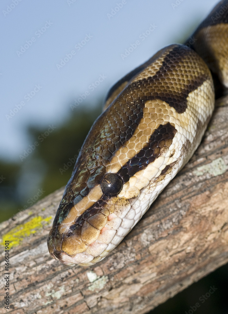 Ball Python (Python regius) wrapped on a limb Ball Python (Python regius) wrapped on a limb