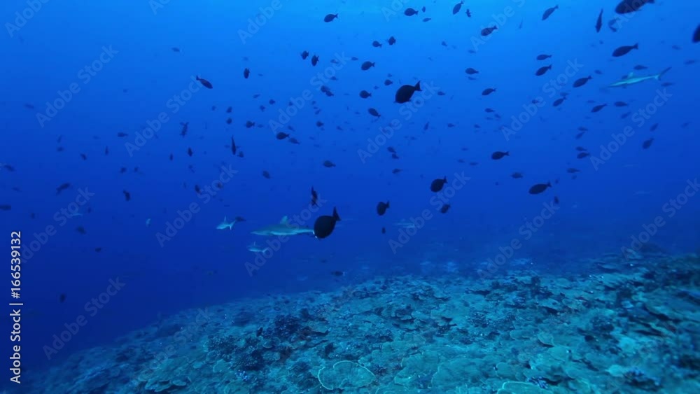 Sharks swim with various fish, POV