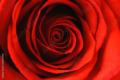 Beautiful red rose close-up. Macro photo, floral background.