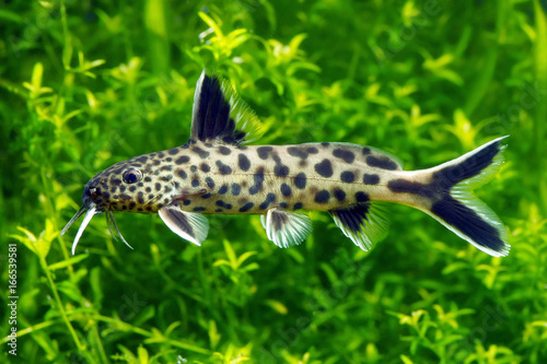 Synodontis petricola, cucko catfish, or the pygmy leopard catfish 