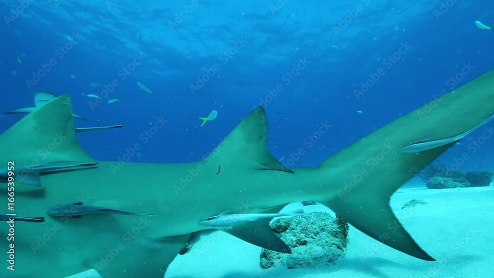 School of sharks swim in Atlantic ocean, POV School of sharks swim in Atlantic ocean, POV