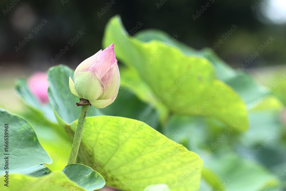 Obraz premium Pink lotus bud