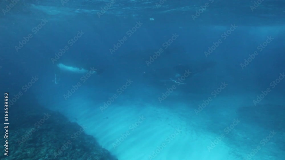 Humpback whales swim in shallow water, Tonga Humpback whales swim in shallow water, Tonga