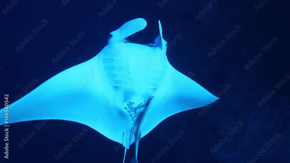 Diver follows manta ray in Red Sea, POV