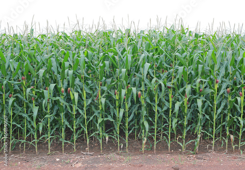 young green corn field in agricultural garden.