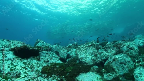 Wallpaper Mural Malpelo Island fish, swim over rocky sea bed Torontodigital.ca