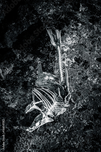 Fish skeleton at gray rocks photo