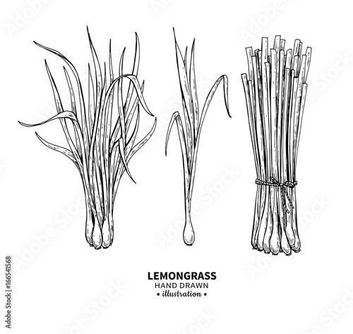 Lemongrass vector drawing. Isolated vintage illustration of leaves. Organic essential oil engraved style sketch.