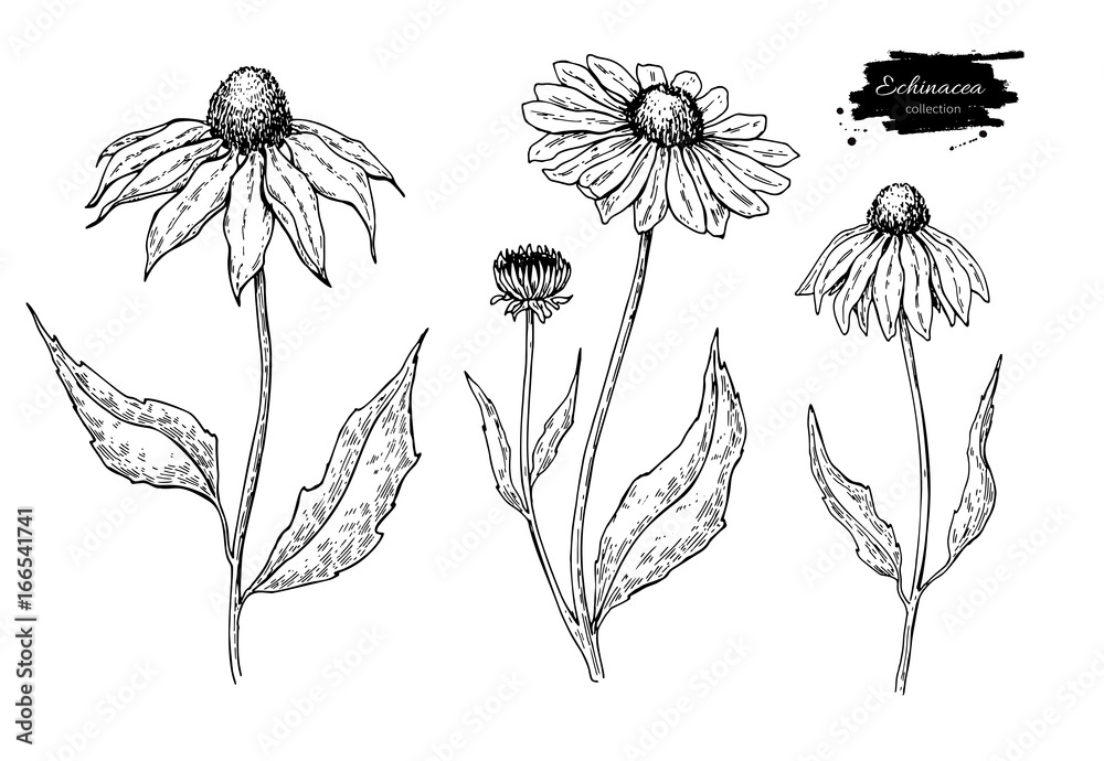 Calendula vector drawing. Isolated medical flower and leaves. Herbal engraved style illustration. - obrazy, fototapety, plakaty 
