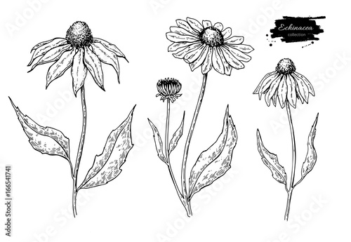 Fotografie Calendula vector drawing