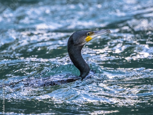Kormoran (Phalacrocorax carbo) in Neuseeland am Wasser