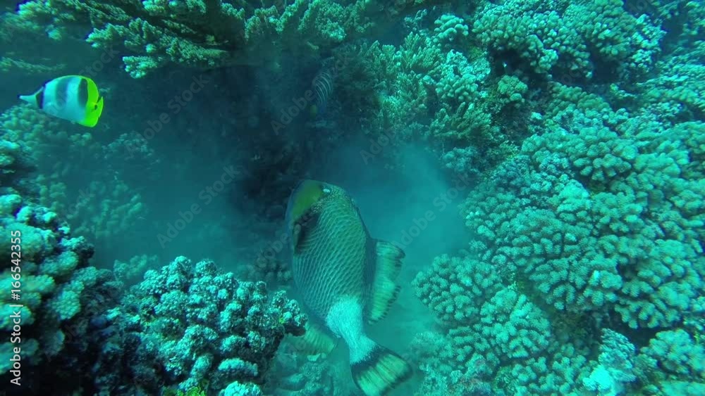Fish swims in coral reef, French Polynesia Fish swims in coral reef, French Polynesia