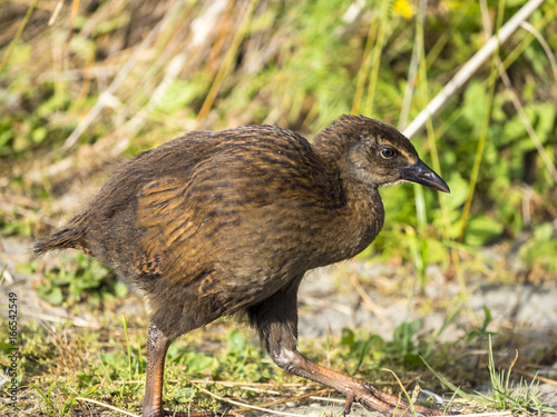 Wekaralle (Gallirallus australis) in Neuseeland photo