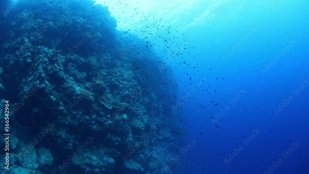 POV, schools of tiny fish near reef in Red Sea POV, schools of tiny fish near reef in Red Sea