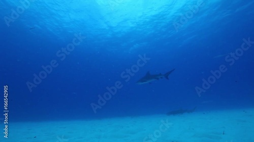 Wallpaper Mural Bull sharks swim over ocean floor, low angle Torontodigital.ca
