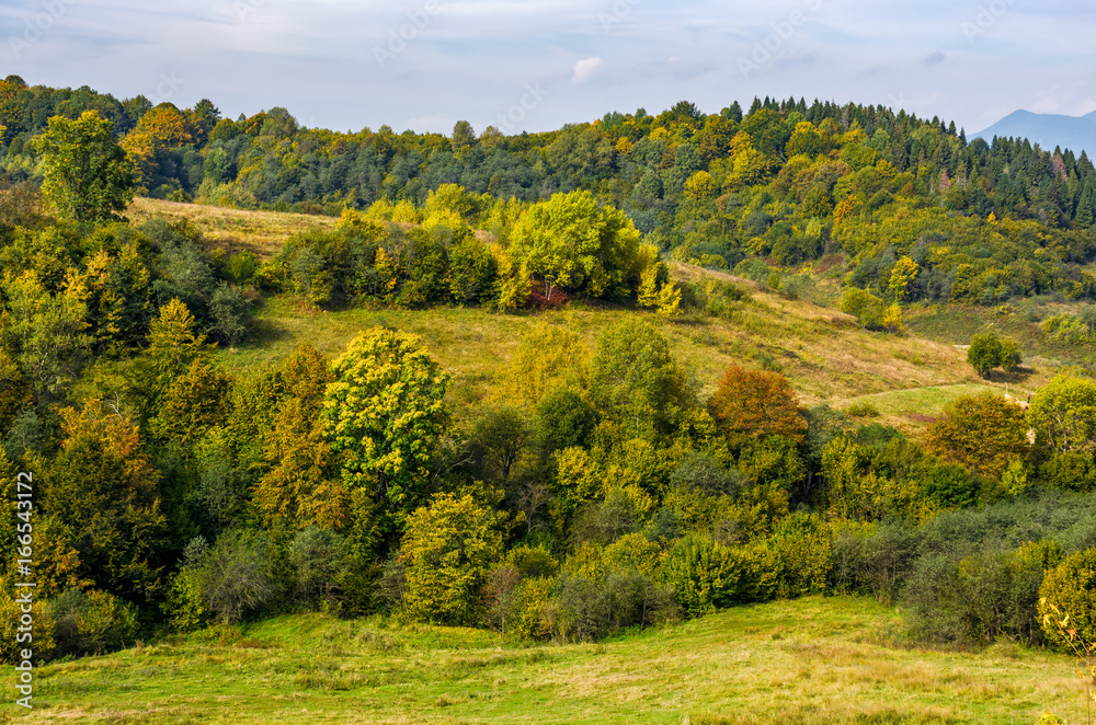 forest on hills in mountainous countryside