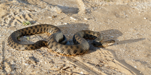 snake, known as Natrix tessellata, crawling on sand in the steppe near volga river in the rays of the setting sun