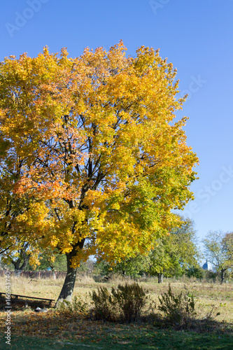 Autumn tree maple