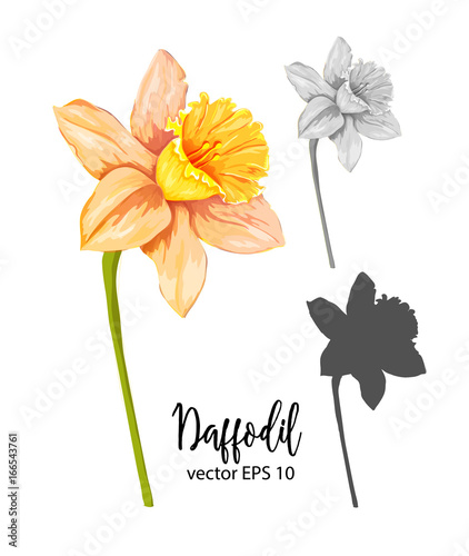 Fototapeta Naklejka Na Ścianę i Meble -  vector realistic daffodil narcissus set isolated