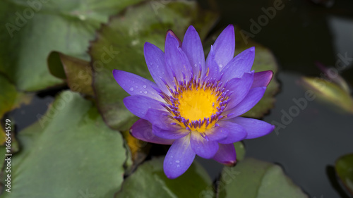  Lotus in front of the temple entrance