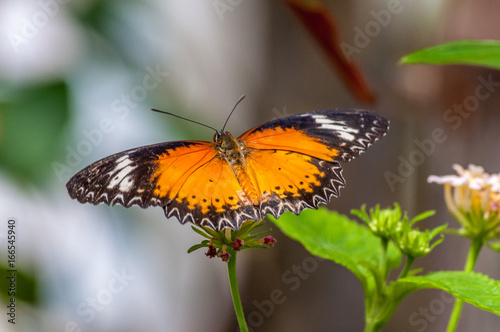 Tropical butterfly in a garden © replica73