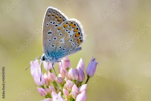Common blue or Polyommatus Icarus butterfly on a pink flower