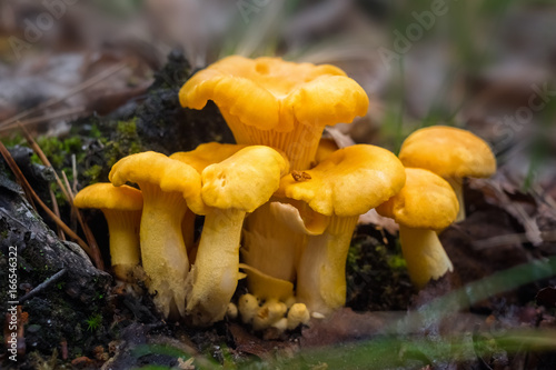 The Golden chanterelle (Cantharellus cibarius) - best edible mushroom. It is used also in mixed mushroom dishes, fried or steamed