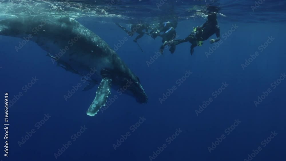 Scuba divers near surfacing humpback whale, Tonga Scuba divers near surfacing humpback whale, Tonga
