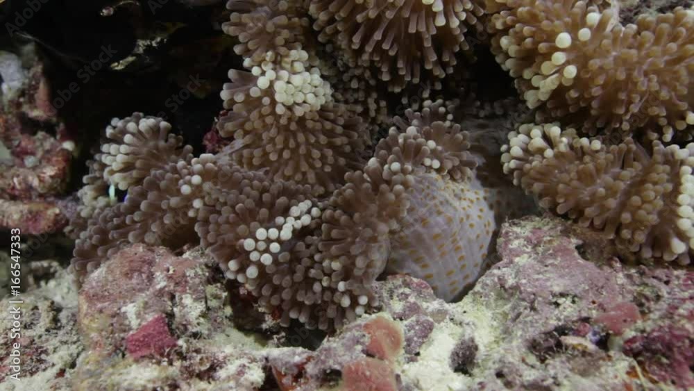 Close up, clownfish swims in sea anemone