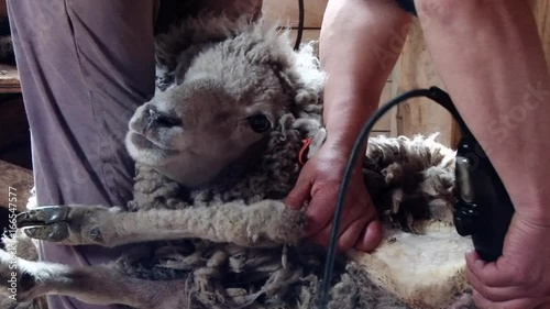 Farmer are shearing sheep on an estancia near Punta Arenas, Chile photo