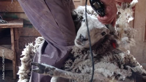 Farmer are shearing sheep on an estancia near Punta Arenas, Chile photo